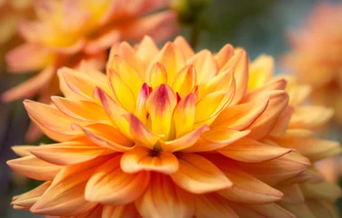 Fototapeten Blooming orange and yellow dahlia flower © konoplizkaya