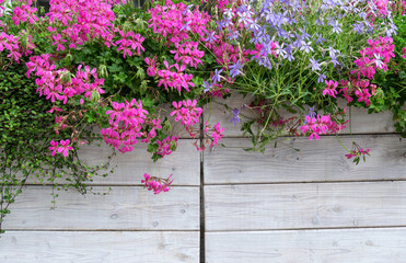 Colourful flower background. Blooming geranium and timber fence