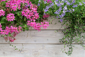 Fototapeta na wymiar Colourful flower background. Blooming geranium and timber fence
