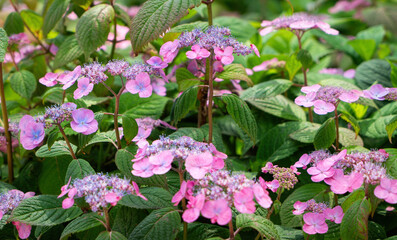  Pink hydrangea flowers in the summer garden