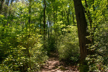 footpath in the forest