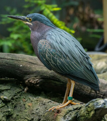 crowned night heron