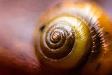 Poster bokeh on snail shell with golden fibonacci spiral in earth tones © Jorge