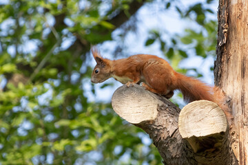 Portrait of a squirrel (Sciurus vulgaris) perched on a branch isolated on green. Red squirrel. European fauna. Rodent. Forest animals.