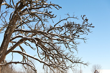 Birds on Leafless Tree