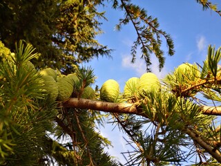 Fototapeta premium Green cones on the tree