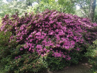flowers in the park, Richmond Park, London