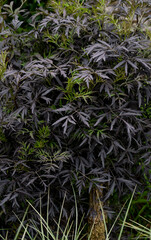 detailed close up of a Sambucus nigra 'Eva'