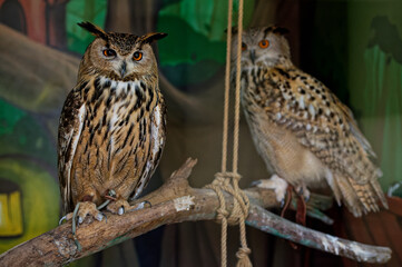 The common owl, bubo bubo, sits on a branch in the zoo enclosure and looks ahead. Behind on the right is another owl. Close-up.
