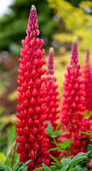 detailed close up of Lupinus 'Beefeater'