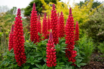 detailed close up of Lupinus 'Beefeater'