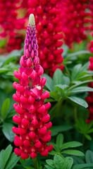 detailed close up of Lupinus 'Beefeater'
