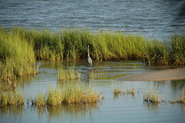 Heron Walking the Marsh