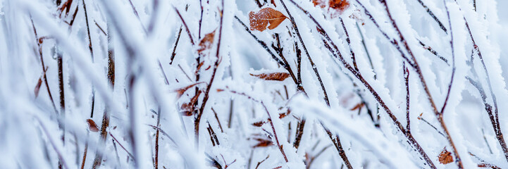 Snow and rime ice on the branches of bushes. Beautiful winter background with twigs covered with...