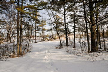 Snowy Pathway In The Woods