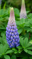 detailed close up of Lupinus 'Persian Slipper'