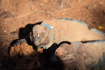 Brown iguanas in the wild, nature park. Lizard colony, close-up
