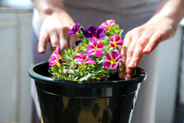 A woman is potting houseplant. Home gardening, transplanting flowers at home. Repotting a potted...
