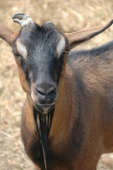 Fototapeta premium Brown Goat on Farm
