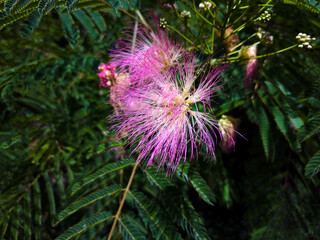 Flowers of the tree Albizia green close-up on a sunny day