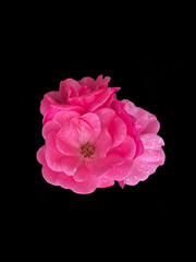 Naklejka premium Flower