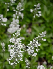 detailed close up of Veronica Gentianoides 'Tissington White'