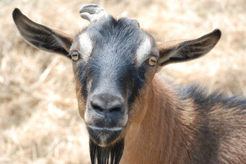 Brown Goat in Field