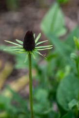 detailed close up of a Rudbeckia occidentalis 'Green Wizard'