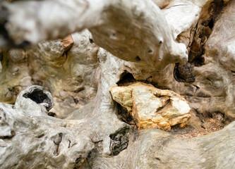 detailed close up of a large quartz rock embedded in a knotted tree trunk that has grown around it
