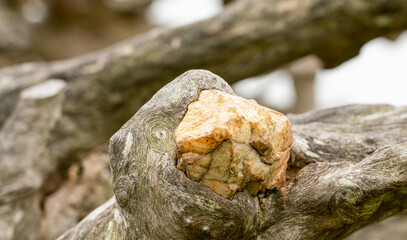 detailed close up of a large quartz rock embedded in a knotted tree trunk that has grown around it