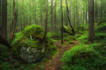 Mystical forest of the Eibsee in Austria - Tirol