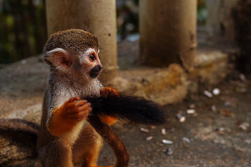 A small monkey with a long tail in the forest, close-up. funny primates in a nature park, animal watching