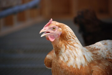 chicken on the farm