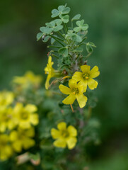 detailed close up of an Oxalis squamata
