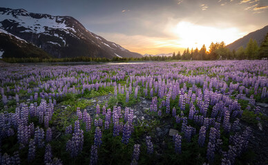 Fototapeta premium Lupines at Sunset