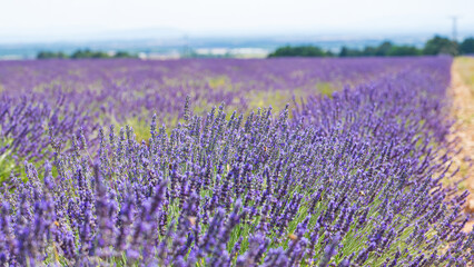 Naklejka premium Lavendel (2022-06)