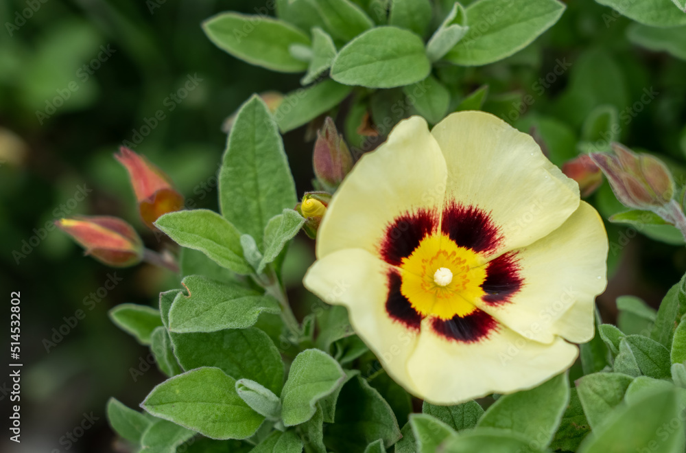 Wall mural detailed close up of Cistus ladanifer also known as gum rockrose, labdanum, common gum cistus, and brown-eyed rockrose