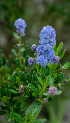 detailed close up of a Ceanothus Concha