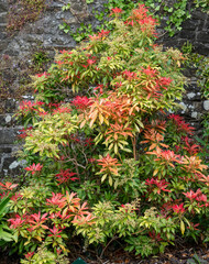 detailed close up of a Pieris Japonica