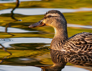 duck on the water