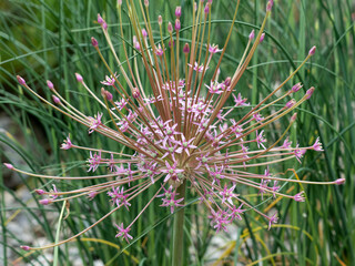 detailed close up of an Allium schubertii