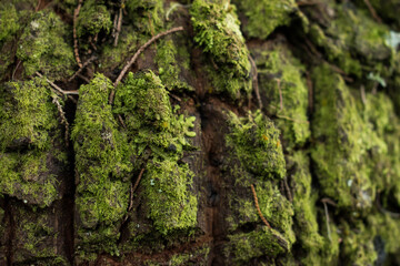 Close up of tree trunk with moss texture as background 