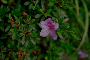 Fototapeta premium Flor y hojas verdes