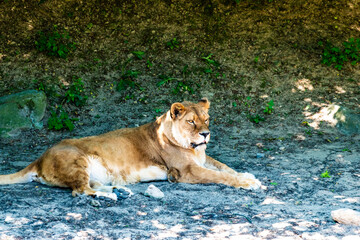 The majestic lion rests on the ground after a hearty meal