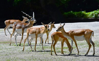 group of impala