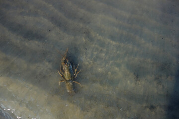 crab in sand water mud crawl to the water