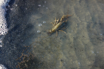 crab in sand water mud crawl to the water