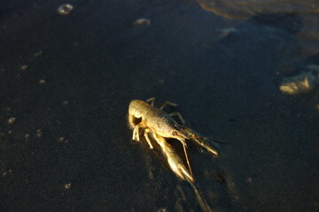crab in sand water mud crawl to the water