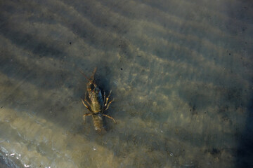 crab in sand water mud crawl to the water