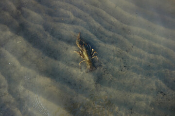 crab in sand water mud crawl to the water